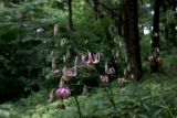 Lilium pilosiusculum