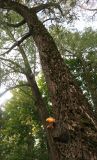 Salix alba. Замшелый ствол старого дерева с чешуйчаткой (Pholiota squarrosa) у входа в пейзажный парк. Московская обл., пгт Большие Вязёмы, усадьба Вязёмы, пейзажный парк. 24.09.2020.