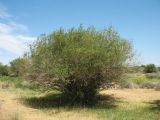 Salix wilhelmsiana