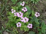 Primula patens. Цветущее растение (справа - листья клубники). Хабаровск, ул. Ульяновская 60, в культуре. 13.05.2012.