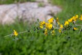 Calicotome villosa. Верхушка цветущей веточки. Израиль, лес Бен-Шемен. 05.03.2022.