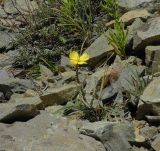 Oenothera magellanica