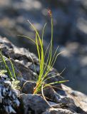 Carex rupestris. Плодоносящее растение. Приморский край, окр. г. Дальнегорск, падь Партизанская, известняковая скала. 11.06.2022.