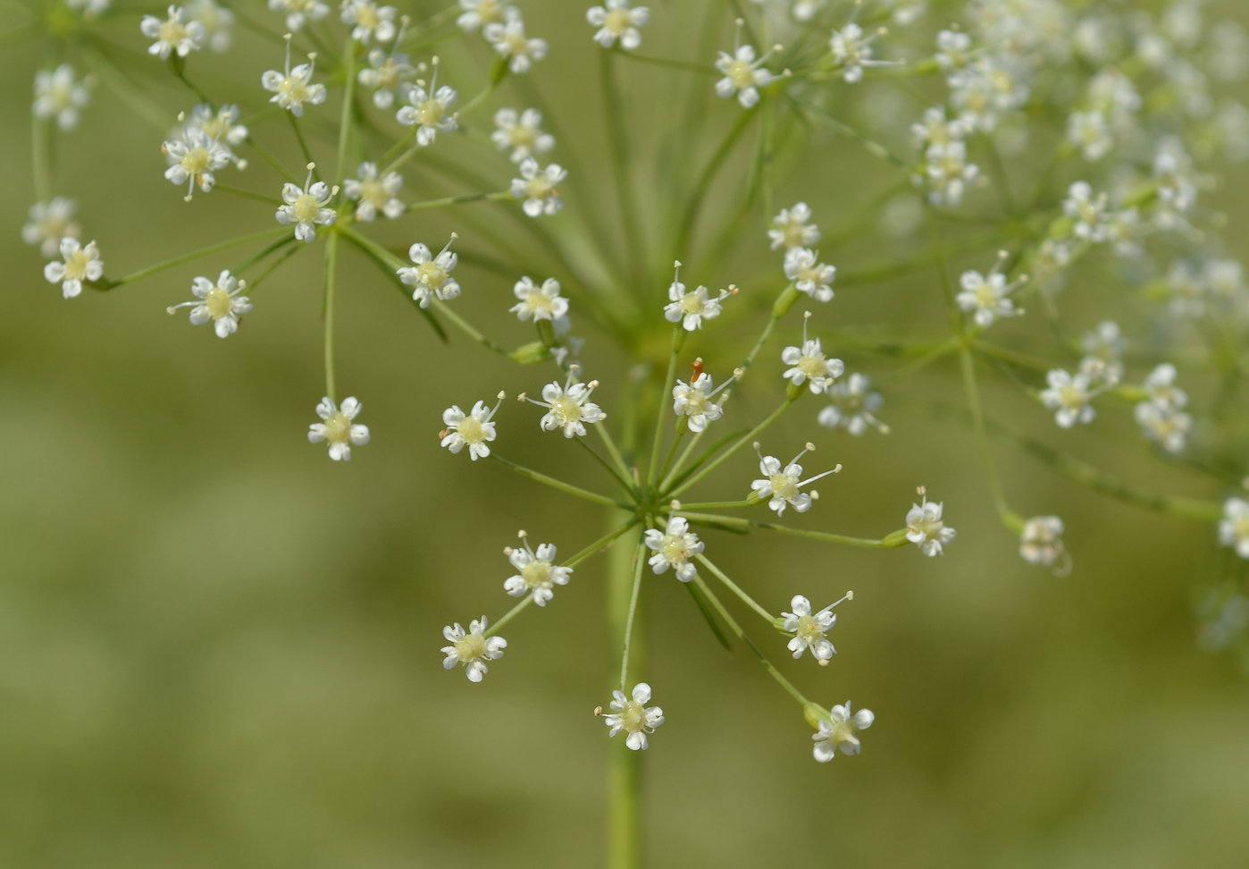 Изображение особи Falcaria vulgaris.