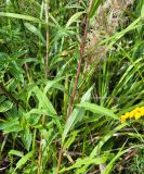 Solidago × niederederi