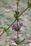 Phlomoides zenaidae