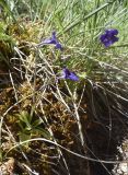 Pinguicula vulgaris