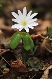 Anemone raddeana