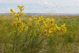 Galium verum. Цветущее растение. Забайкальский край, Даурский заповедник, Торейские озёра, древний береговой вал оз. Зун-Торей, злаково-разнотравная сухая степь. 25.06.2022.