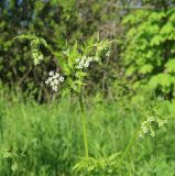 Anthriscus cerefolium