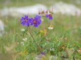 Geranium gymnocaulon. Цветущее и плодоносящее растение. Карачаево-Черкесия, Урупский р-н, хр. Загедан, склон горы Загедан Скала, ≈ 2500 м н.у.м., альпийский луг. 10.08.2023.