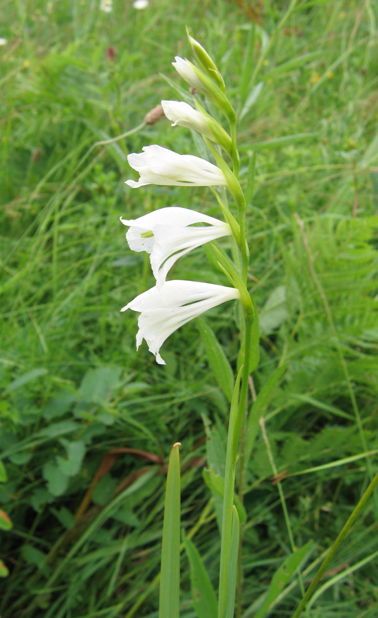 Изображение особи Gladiolus imbricatus.