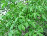 Salix myrsinifolia