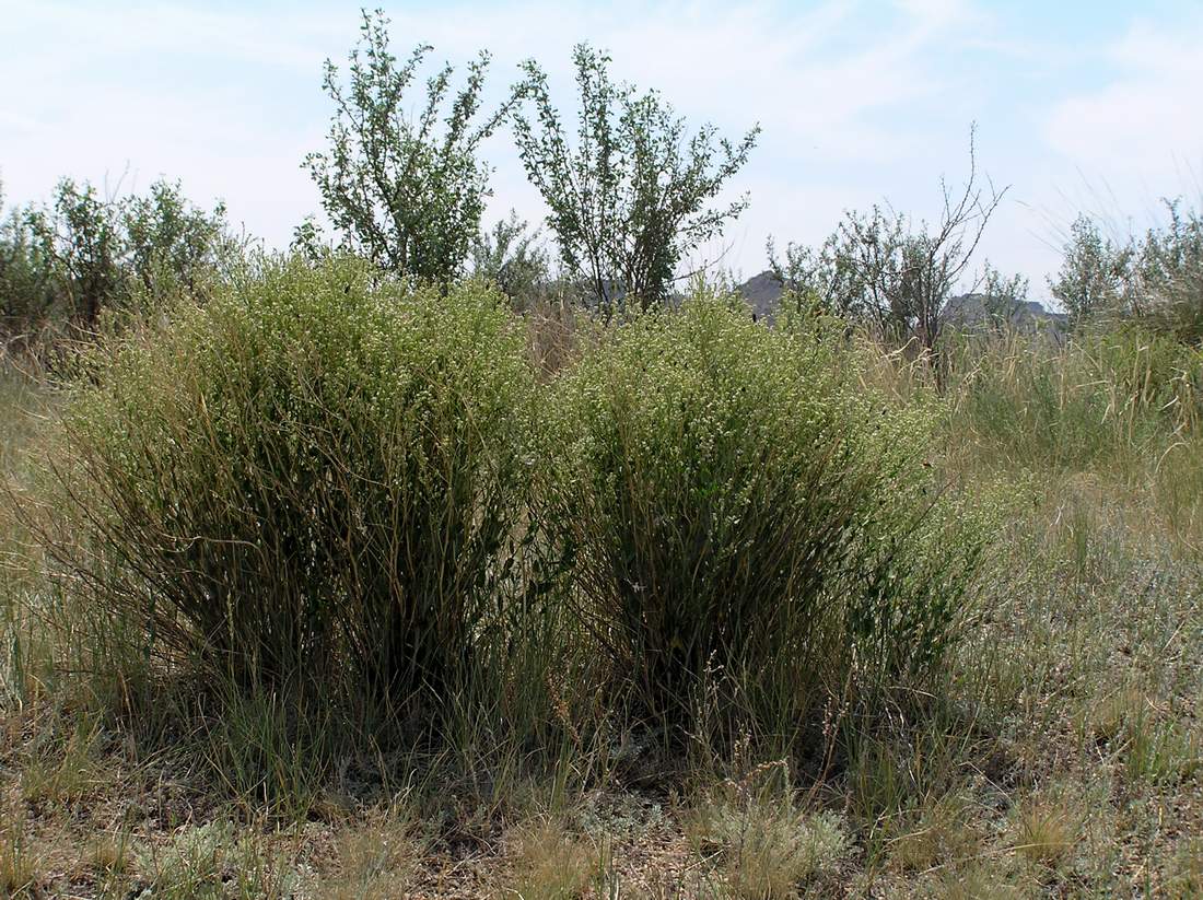 Изображение особи Lepidium coronopifolium.