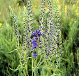 Veronica longifolia. Соцветия с бутонами. Чувашия, окр. г. Шумерля, Кумашкинский заказник, Соколова поляна. 29 июня 2007 г.