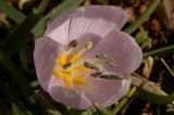 Colchicum triphyllum