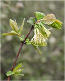 Lonicera caerulea. Ветвь с соцветиями. Красноярский край, 19 мая 2012 г.