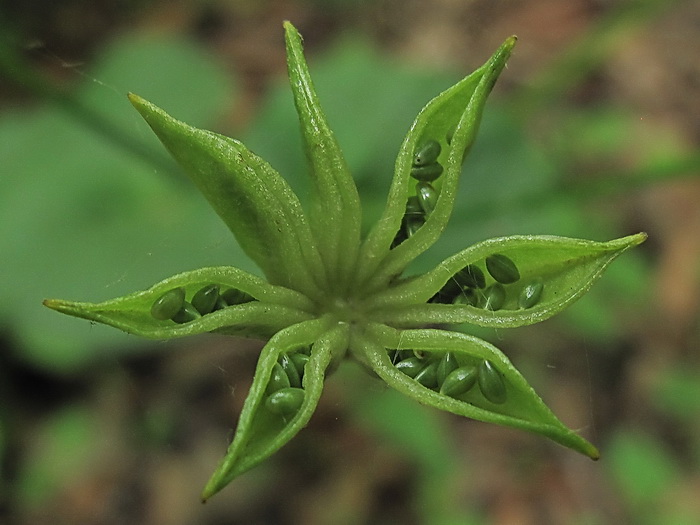 Image of Caltha silvestris specimen.