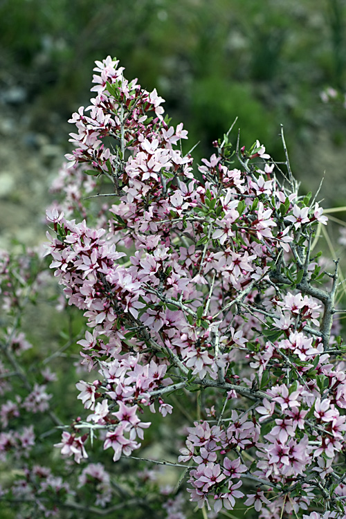 Изображение особи Amygdalus spinosissima.