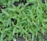 Persicaria amphibia