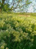 Cardaria draba