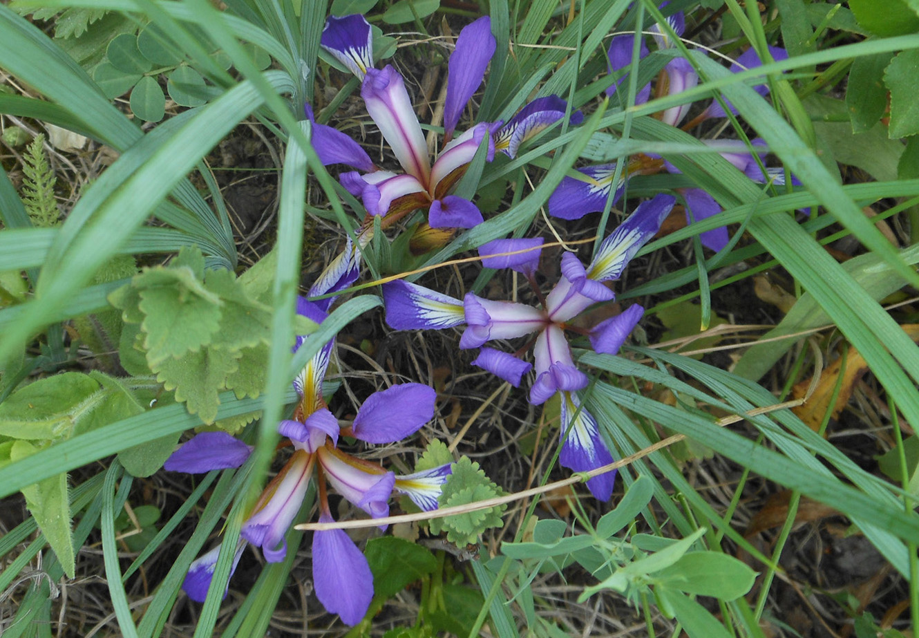 Image of Iris pontica specimen.