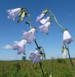 Adenophora liliifolia. Соцветия. Татарстан, национальный парк \"Нижняя Кама\". 07.07.2014.