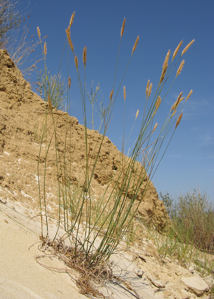 Изображение особи Agropyron desertorum.