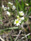 Erophila verna