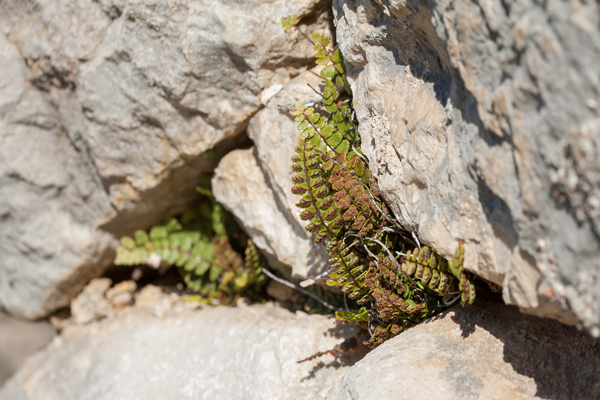 Изображение особи Asplenium trichomanes.