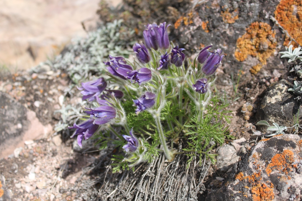 Изображение особи Pulsatilla turczaninovii.