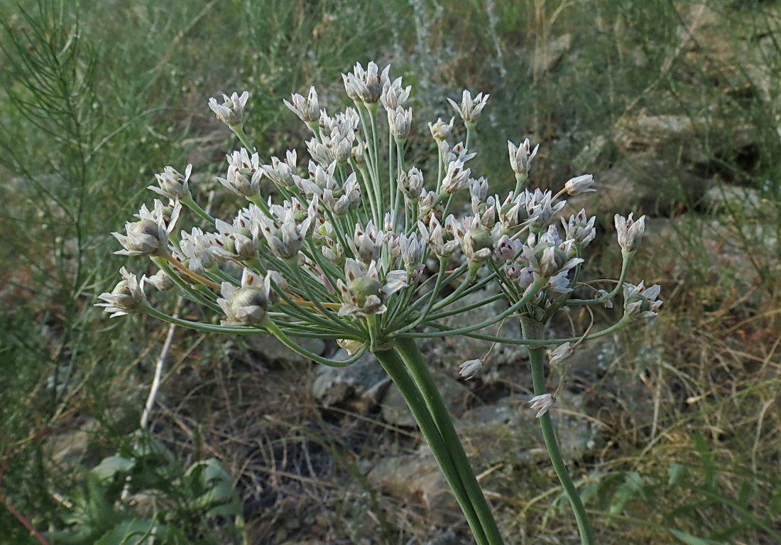 Изображение особи Allium anisopodium.