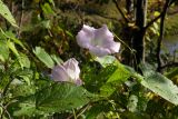 Calystegia spectabilis. Цветки и листья. Новгородская обл., Боровичский р-н, ок. 1 км восточнее дер. Селино, правый берег р. Мста. 19.09.2015.