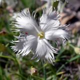 Dianthus acicularis