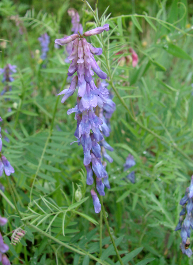 Изображение особи Vicia cracca.