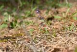 Polygala amarella