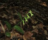 Epipactis persica. Цветущее растение. Горный Крым, окр. пер. Гурзуфское Седло, 1150 м н.у.м., буковый лес. 29 июля 2016 г.