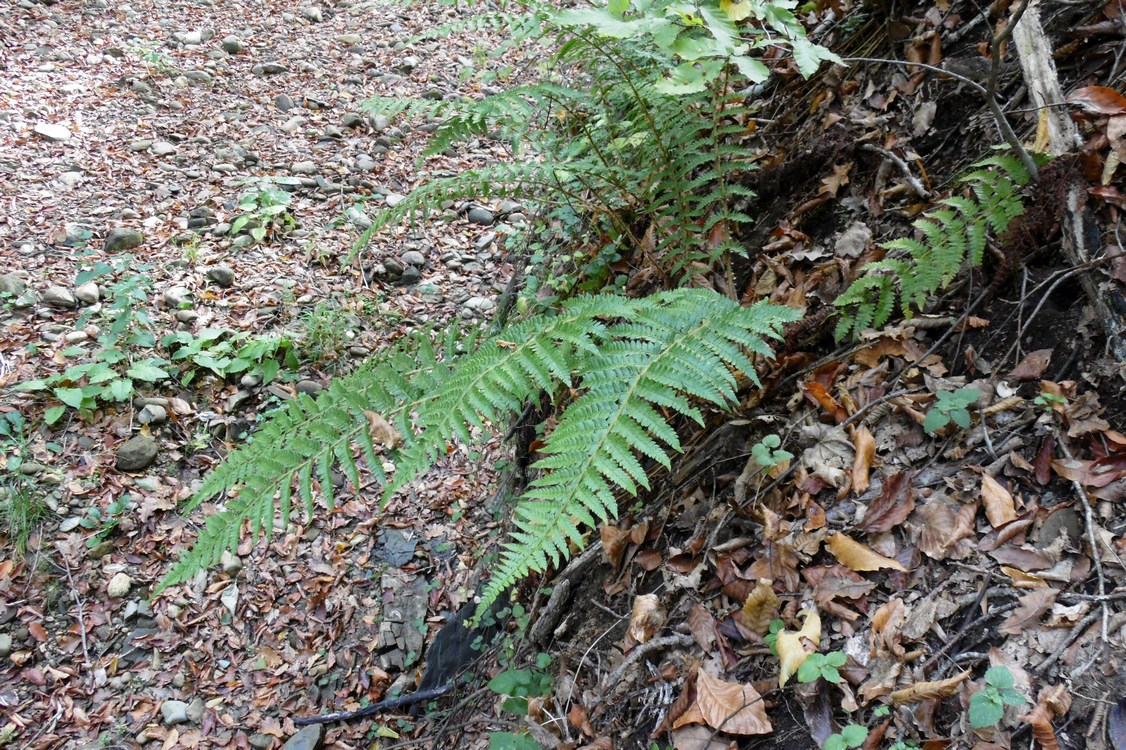 Изображение особи Polystichum braunii.