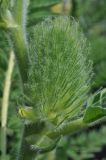 Astragalus alopecurus