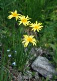 Tragopogon tuberosus. Цветущее растение. Северная Осетия, Ирафский р-н, долина р. Гебидон, ≈ 2500 м н.у.м., альпийский луг. 07.07.2016.