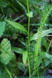 Erysimum cheiranthoides