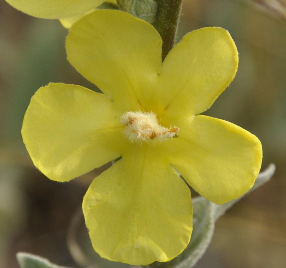 Изображение особи Verbascum undulatum.