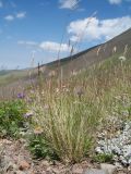 Helictotrichon desertorum. Плодоносящее растение в растительном сообществе с участием Aster vvedenskyi, Campanula glomerata, Potentilla hololeuca, Pulsarilla campanella и др. Южный Казахстан, Таласский Алатау, запов. Аксу-Жабаглы, урочище Каскабулак, выс. 3050 м н.у.м., моренные отложения. 16 июля 2017 г.