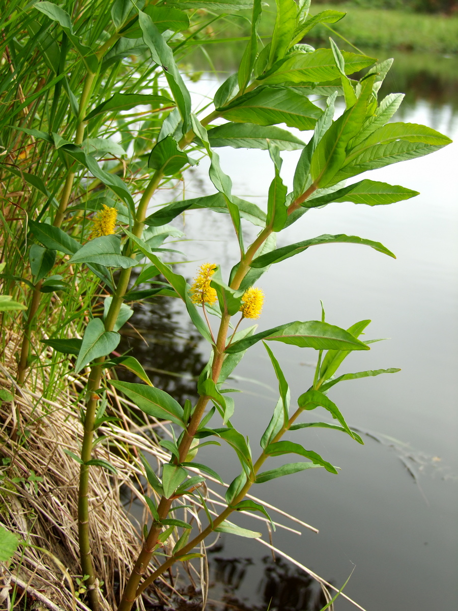 Изображение особи Naumburgia thyrsiflora.