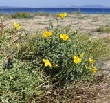 Glaucium flavum