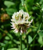 Trifolium repens