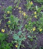 Brassica campestris