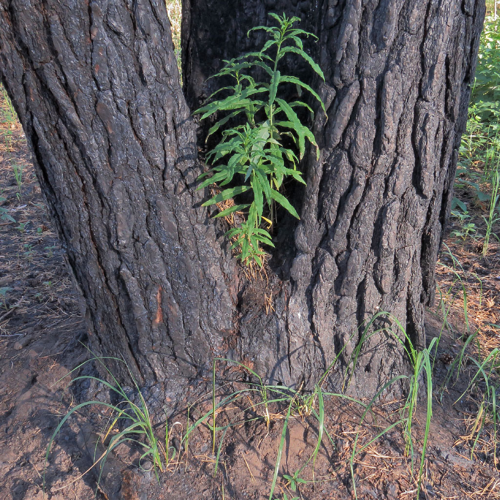 Изображение особи Chamaenerion angustifolium.