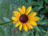 Rudbeckia bicolor