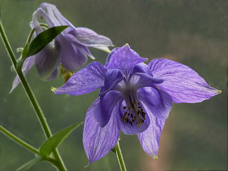 Изображение особи Aquilegia vulgaris.